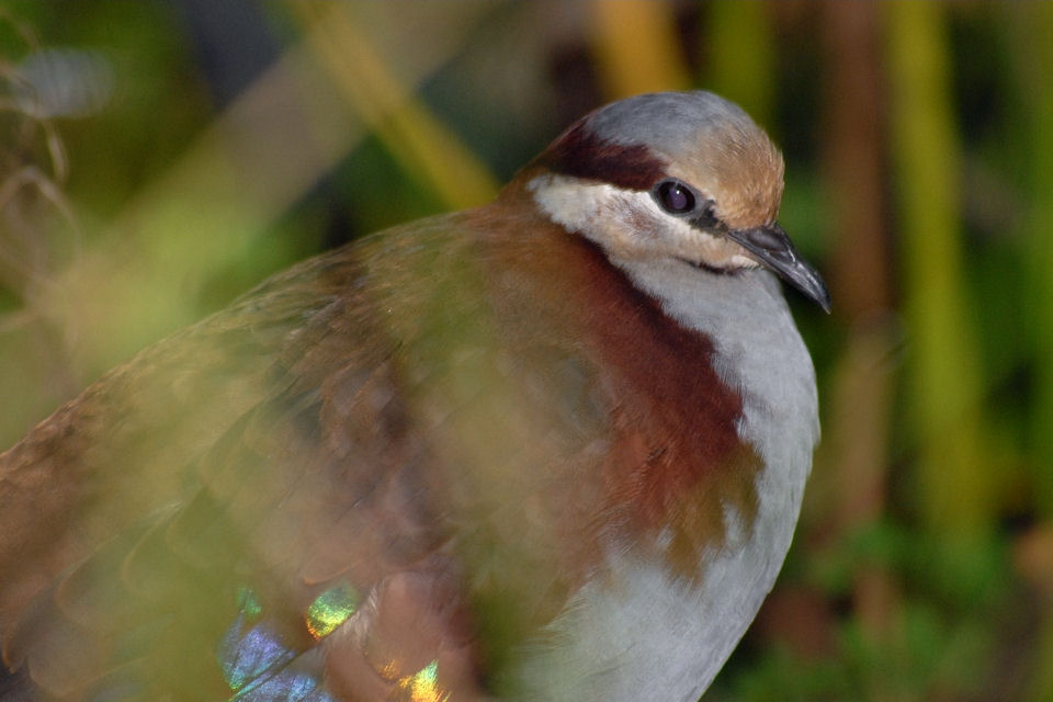 Brush Bronzewing (Phaps elegans)